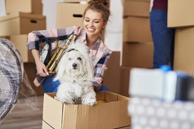 Settle Into Essential Pet Care Tips for Settling into Your New Apartment – Blog ...